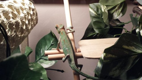 Cham pic 2.jpg
