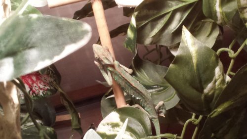 Cham pic 3.jpg
