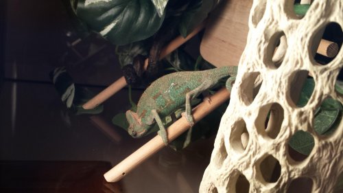 cham pic 4.jpg