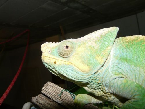 chams 054.JPG
