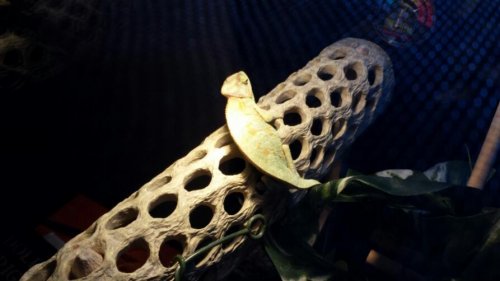 Oscar Leaning2.jpg
