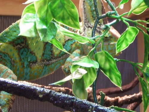 Morkens happy colors.jpg