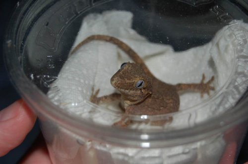 Hannibal in Transit.jpg