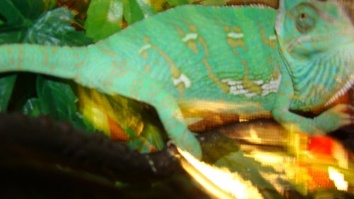cham6.jpg
