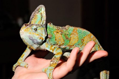 injuredchameleon_001_4-11-09 (Small).JPG