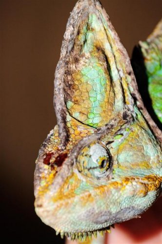 injuredchameleon_002_4-11-09 (Small).JPG