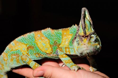 injuredchameleon_008_4-11-09 (Small).JPG