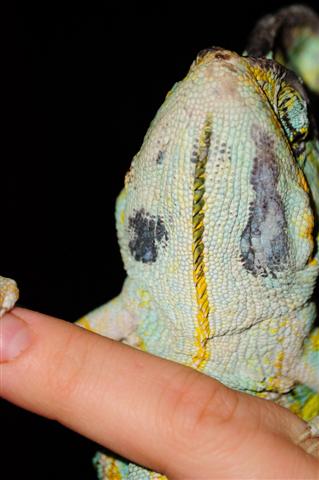 injuredchameleon_014_4-11-09 (Small).JPG