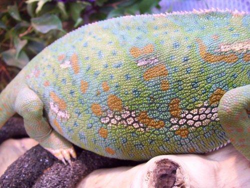 Skin Shot original pic.jpg