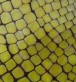tailcropcrop.jpg