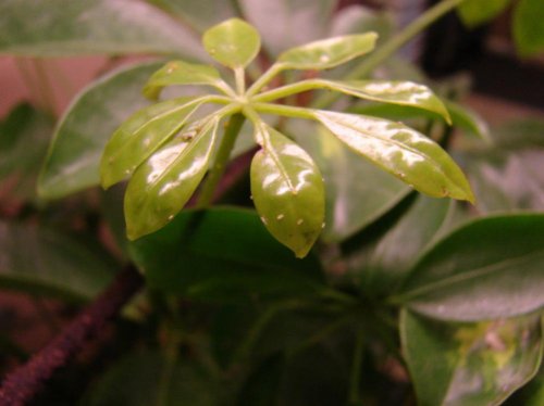 Aphids?.jpg Aphids?.jpg