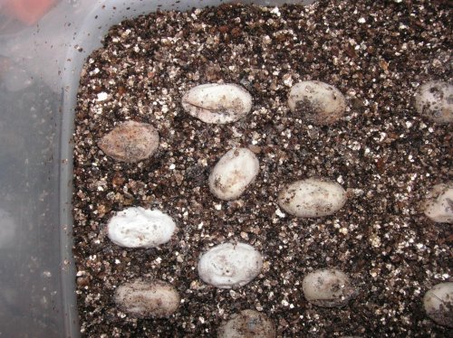 eggs1.jpg
