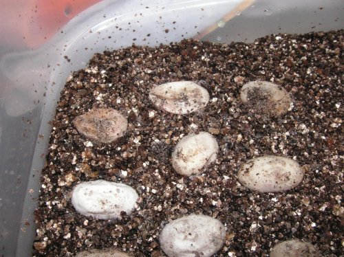 eggs2.jpg