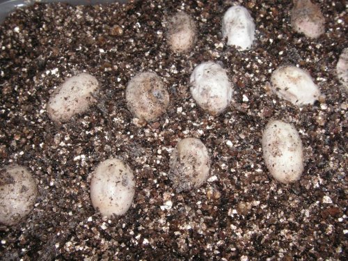 Eggs3.jpg
