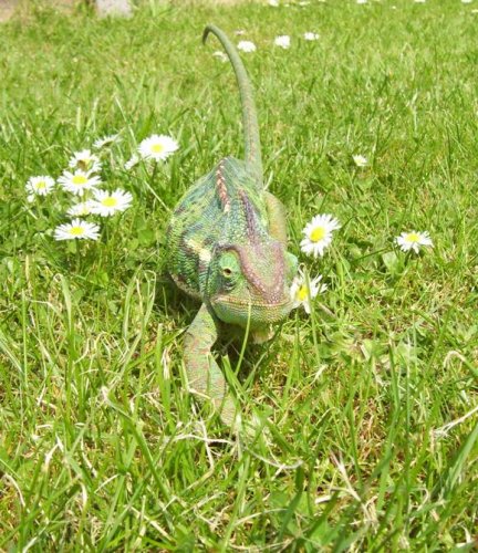 Lily in the Sun 2.jpg