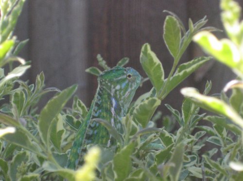 Picture 018.jpg