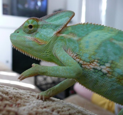 dinky cali 011 - Copy.jpg