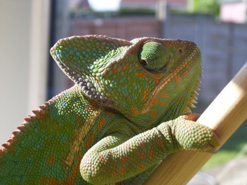 Stunning! 26Apr09.jpg