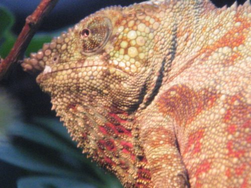 Gizmos Purple Heart 2.JPG