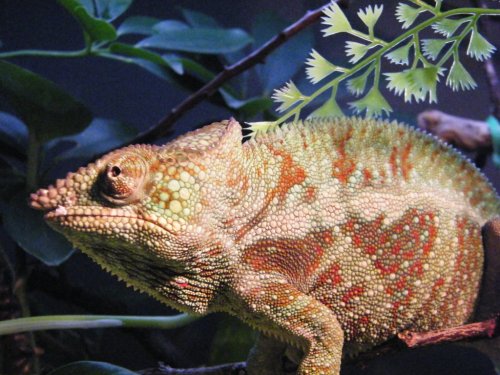 Gizmos Purple Heart disappearing.JPG