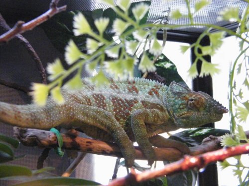 Gizmo full body shot.JPG