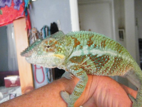 Gizmos Greens.JPG