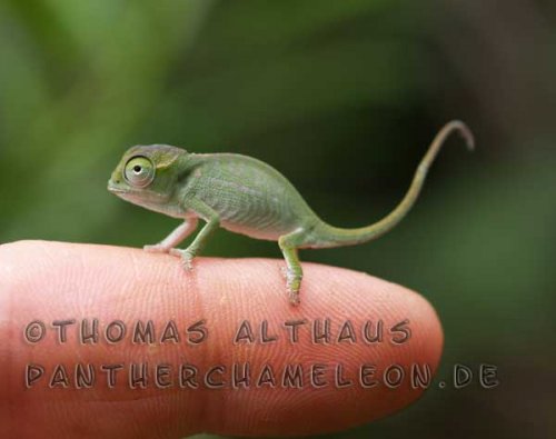 petteri.jpg