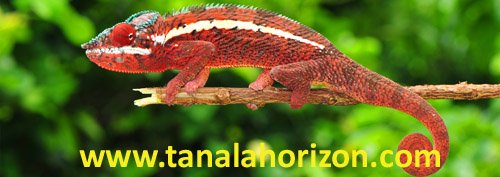 ankaramybe.jpg