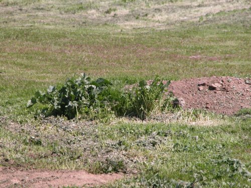 Burrowing owl 1.jpg