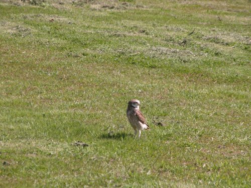 Burrowing owl 3.jpg