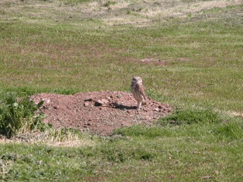 Burrowing owl 4.jpg