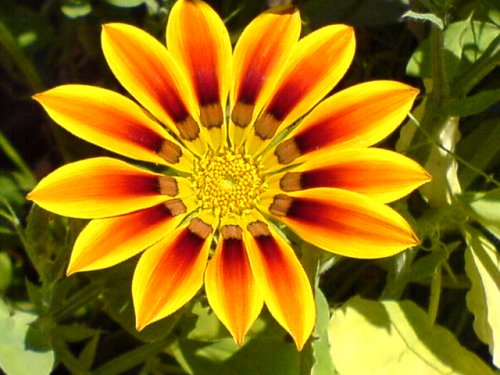 Gazania.JPG