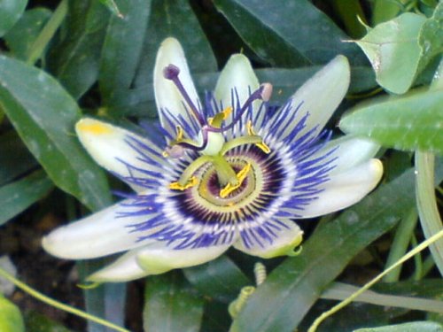 Passion Flower.JPG