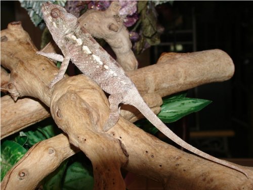 Velvet Girl #1.1.jpg