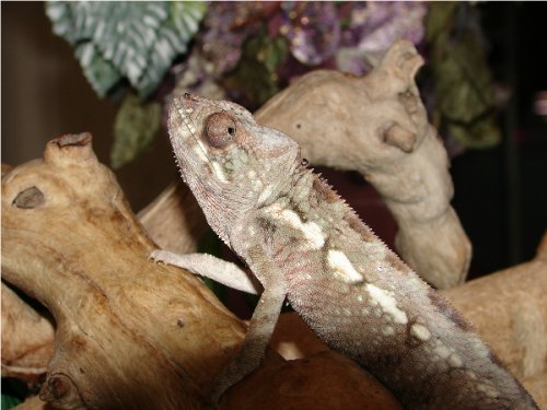 Velvet Girl #1.2.jpg