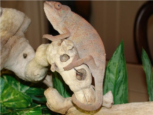 Velvet Girl #2.1.jpg