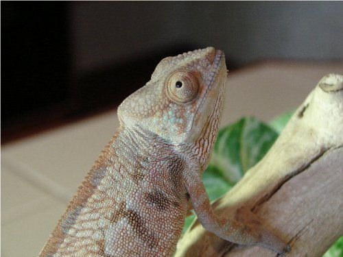 Velvet Girl #2.2.jpg