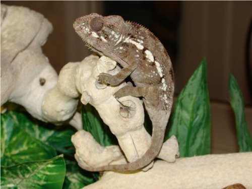 Velvet Girl #3.1.jpg