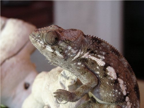 Velvet Girl #3.2.jpg