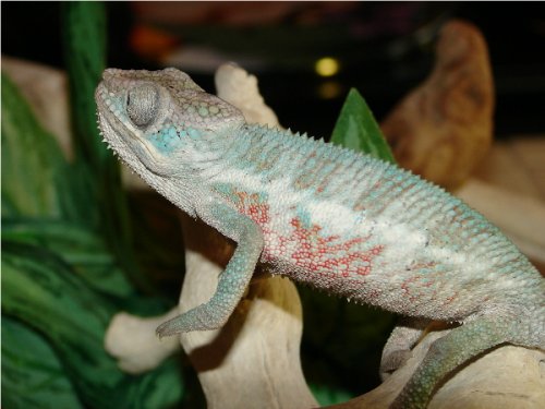 Oleander Boy #1.1.jpg