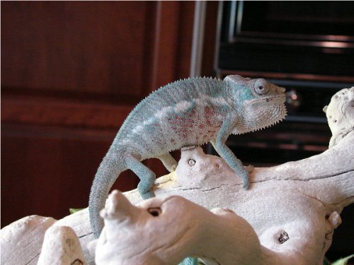 Oleander Boy #1.2.jpg