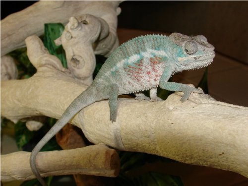 Oleander Boy #1.3.jpg