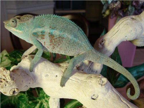 Oleander Boy #2.1.jpg