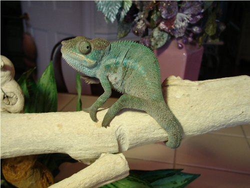 Oleander Boy #2.2.jpg