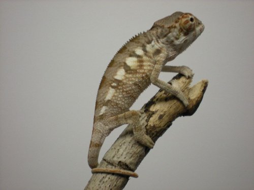 DSCN0796 [1280x768].JPG