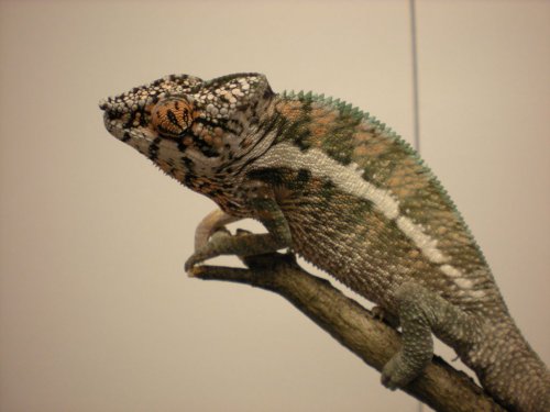 DSCN0678 [1280x768].JPG