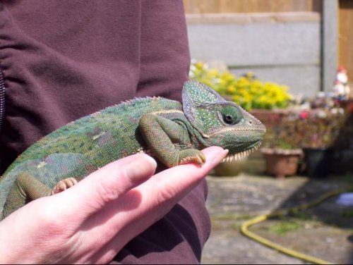 Lily in hand 10May09.jpg