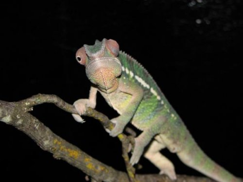 LennieSeptAmbilobe.jpg