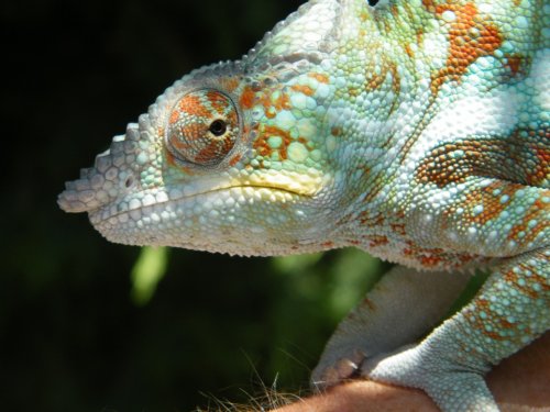 AmbanjaRostral.JPG