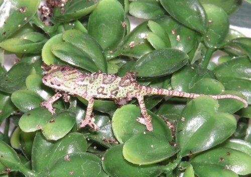 Desi's markings 1.jpg